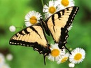 Butterfly_-_Tiger_Swallowtail