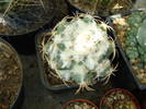 Coryphantha 4