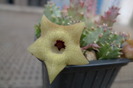 Huernia primulina