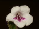 streptocarpus pocahontas