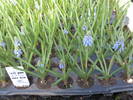 Muscari la fortat