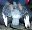 dark checker(voiajor solzat inchis)