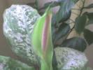DIEFFENBACHIA
