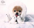 catelus_simpatic