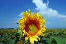 Floarea Soarelui, Judetul Tulcea