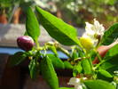 Brazilian Rainbow Pepper (2009, May 08)