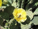 Opuntia - floare cu albina