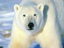 polar-bear-big