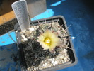 Coryphantha durangensis - floare