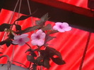 achimenes