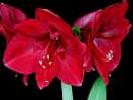 Flori_Desktop_Wallpapers_Poze_cu_Flori_Amaryllis_Blossoms