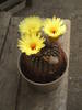 Notocactus tabularis