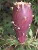 Fruct Opuntia