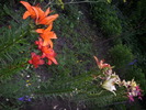 DSCI0982