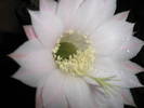 Echinopsis eyresii - floare
