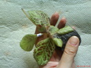 Episcia Silver Dust
