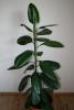 ficus elastica