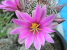 Mammillaria mazatlanensis - floare