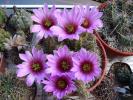 Echinocereus blanckii v berlandierii