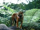 Master Of His Domain, Sumatran Tiger