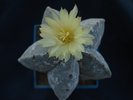 Astrophytum