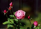 Rose091
