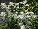 Picture 030