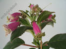 Kohleria Beltane 12