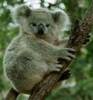 koala1