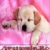 www_avatarele_ro__1214298725_566673