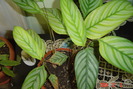 calatheea