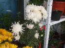 Picture 001