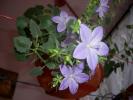 Flori 2008 
