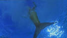 ag30846n118443