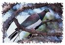 wood_pigeon