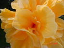 Copie a DSC02300