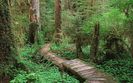 Carmanah-Valley-Vancouver-Island-British-Columbia-Canada