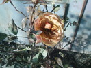 DSC00655