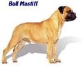 English Bull Mastiff