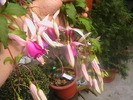 Picture 004