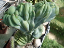 Myrtillocactus geometrizans cristata