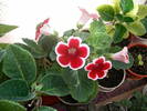 Gloxinia rosu paspolat