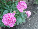 Peonies. Bujori (2009, May 15)