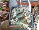 Haworthia truncata - 6.10