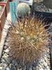 Horridocactus lissocarais