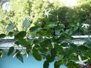 flori si boboci de Jasmin