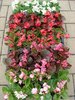 begonie-begonia-semperflorens-2