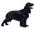 field_spaniel