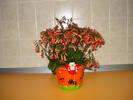 KALANCHOE