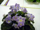 Lyons_Lavender_Magic_2005avsa